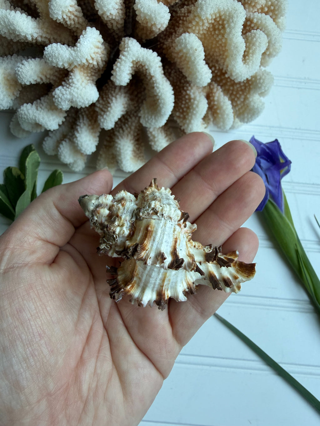 Endive Murex Seashell