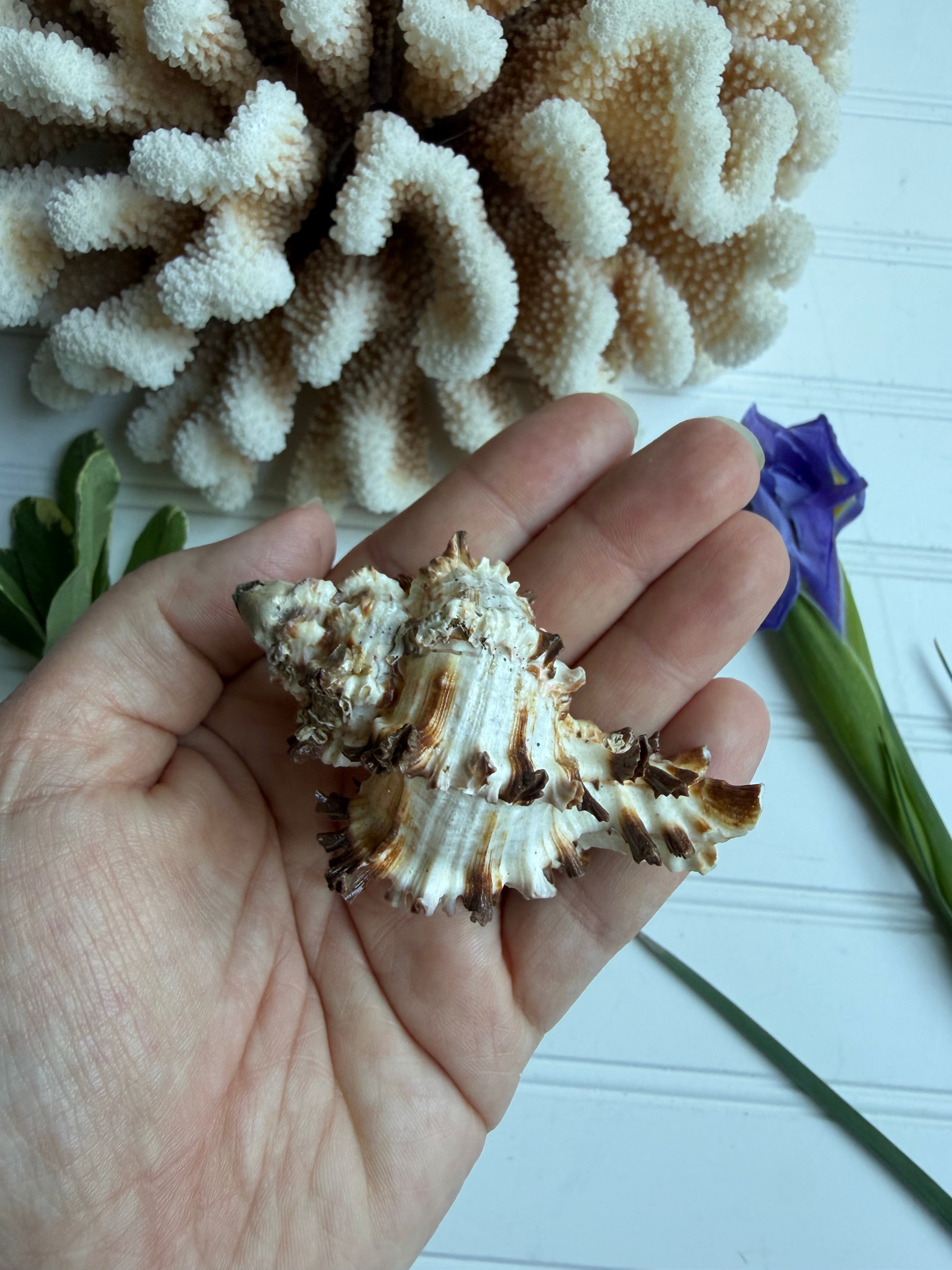 Endive Murex Seashell