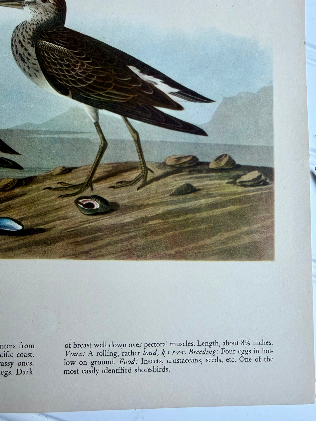 Audubon Print: Pectoral Sandpiper
