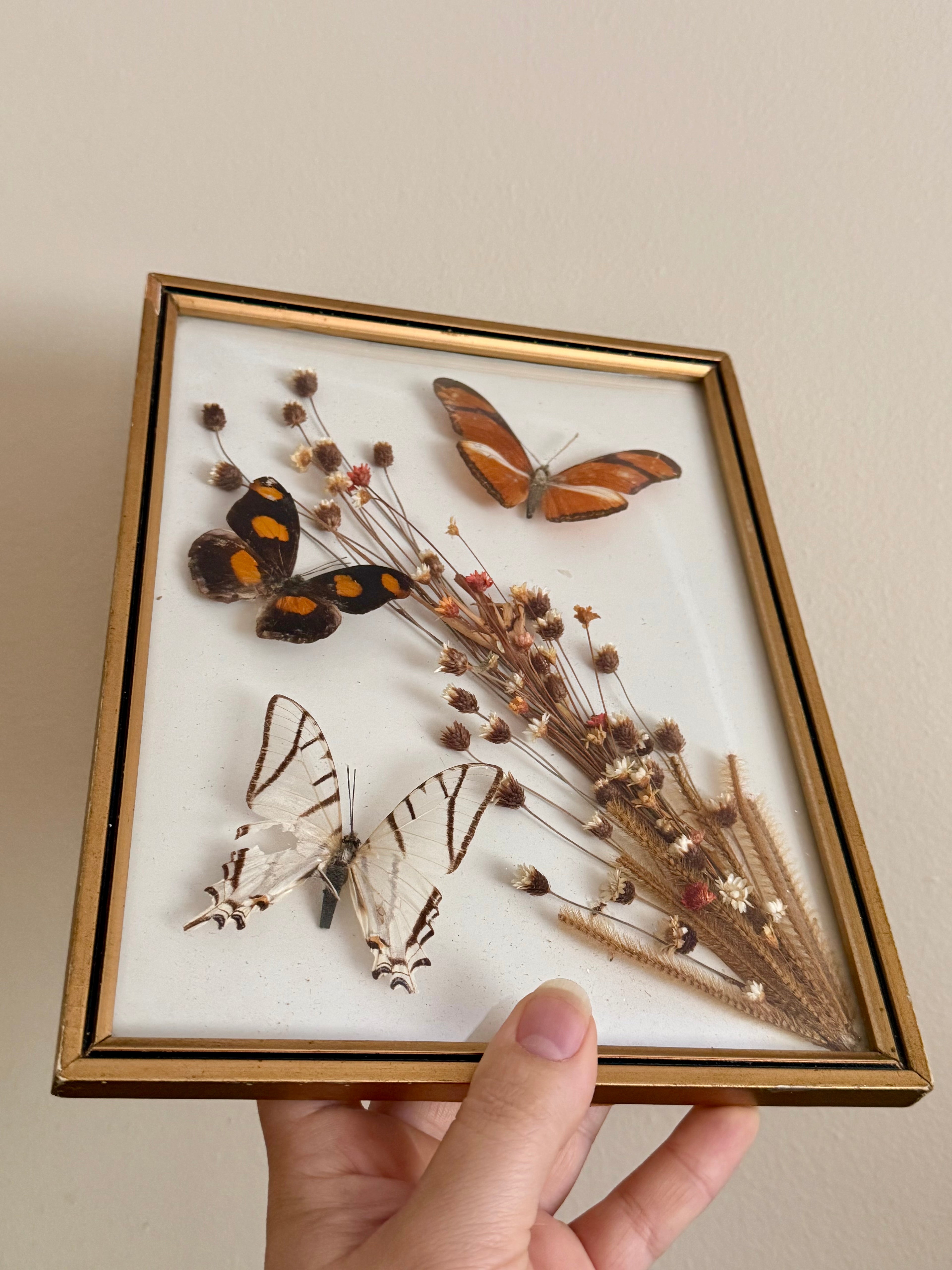 Framed Butterfly Specimens & Dried Florals