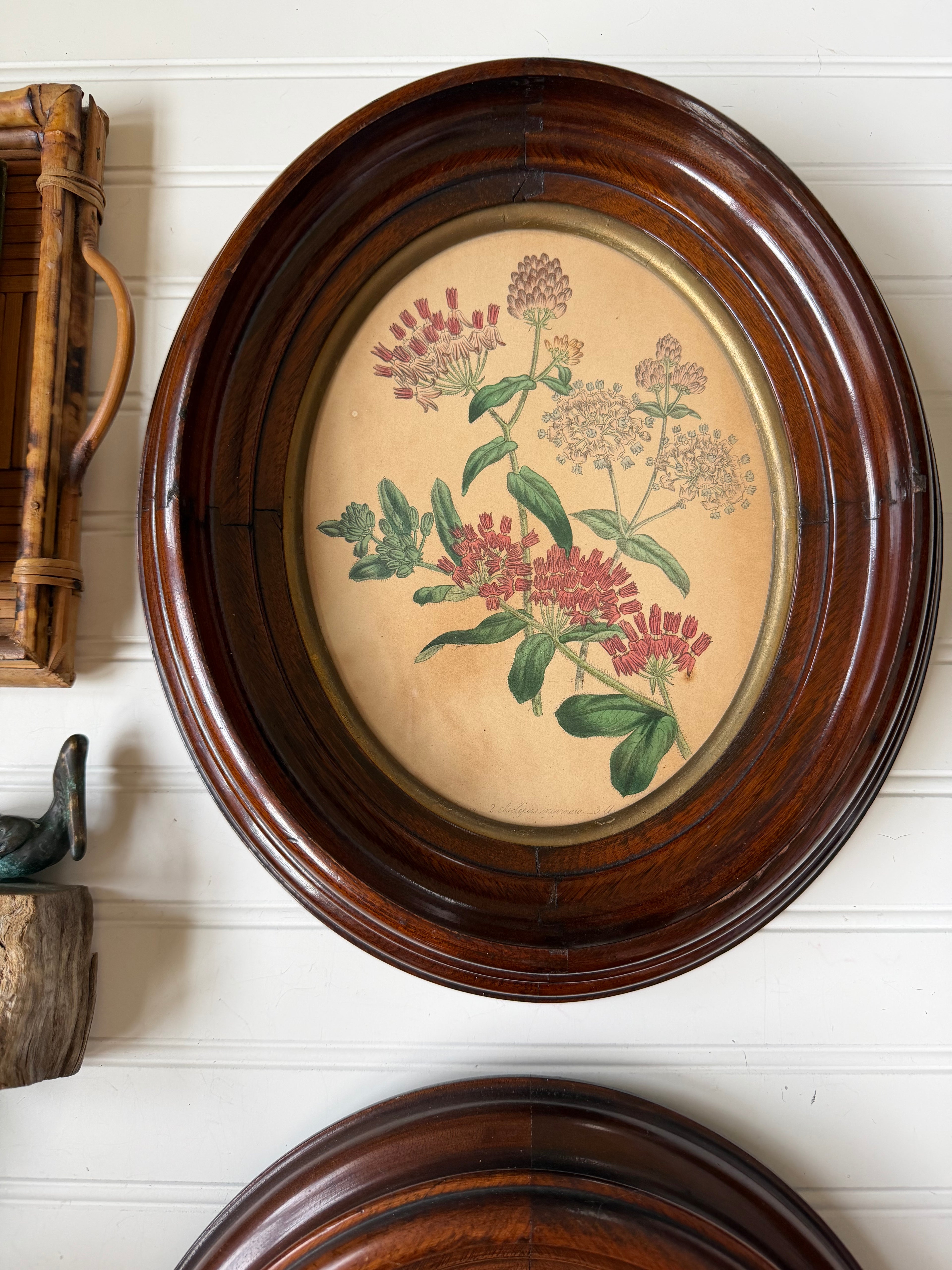 Set of Frames Botanical Art