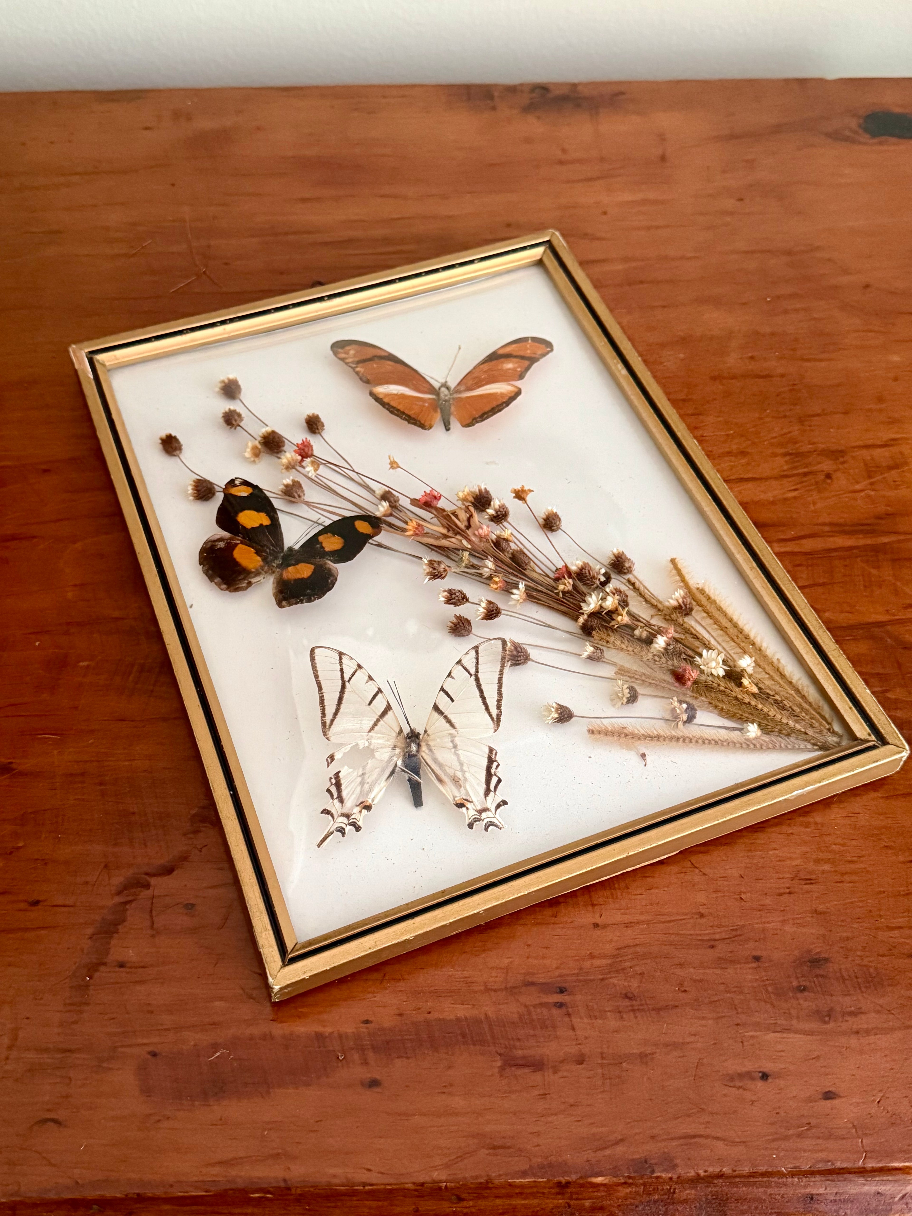 Framed Butterfly Specimens & Dried Florals