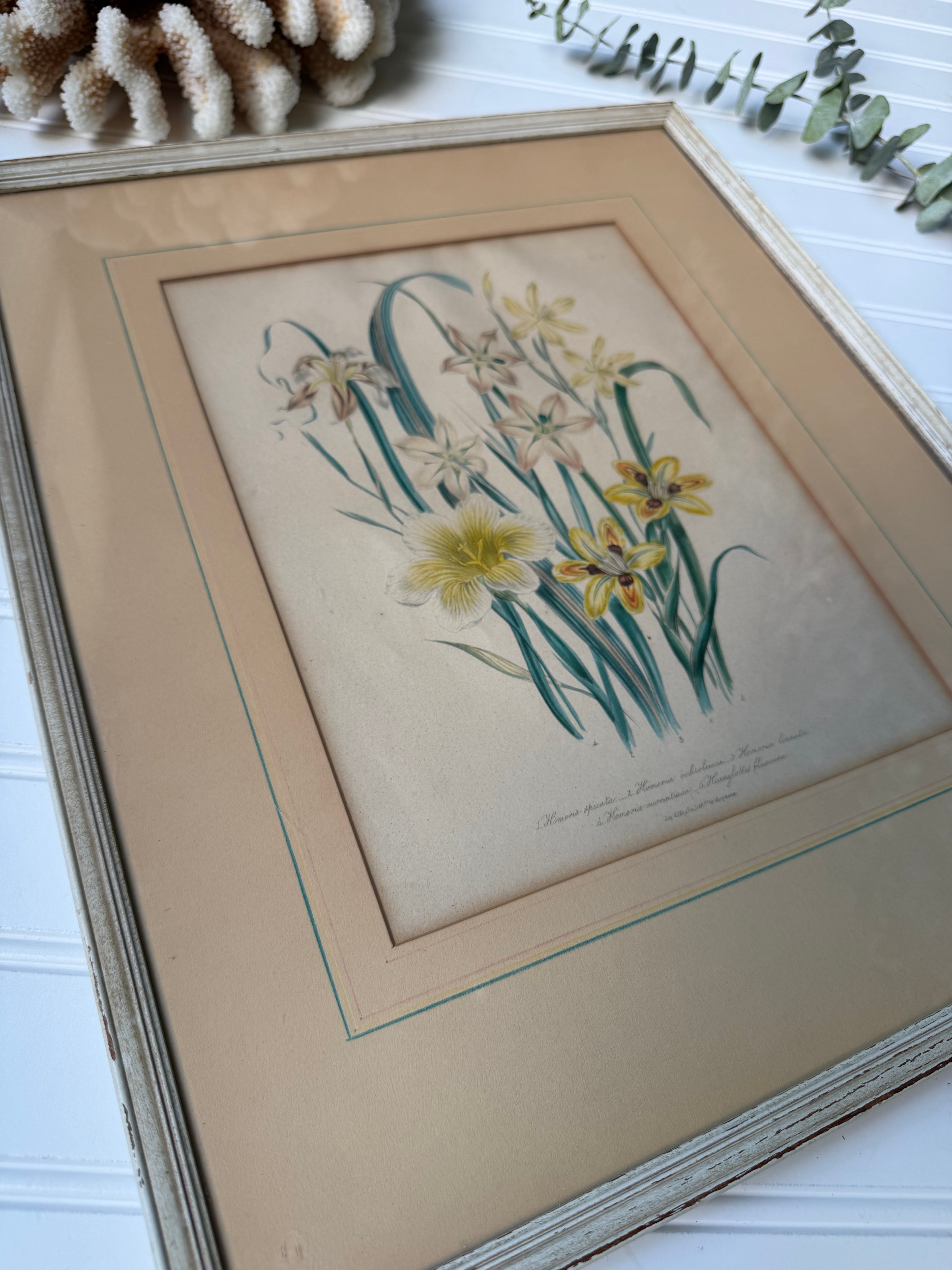 Antique Hand-Colored Botanical Lithograph