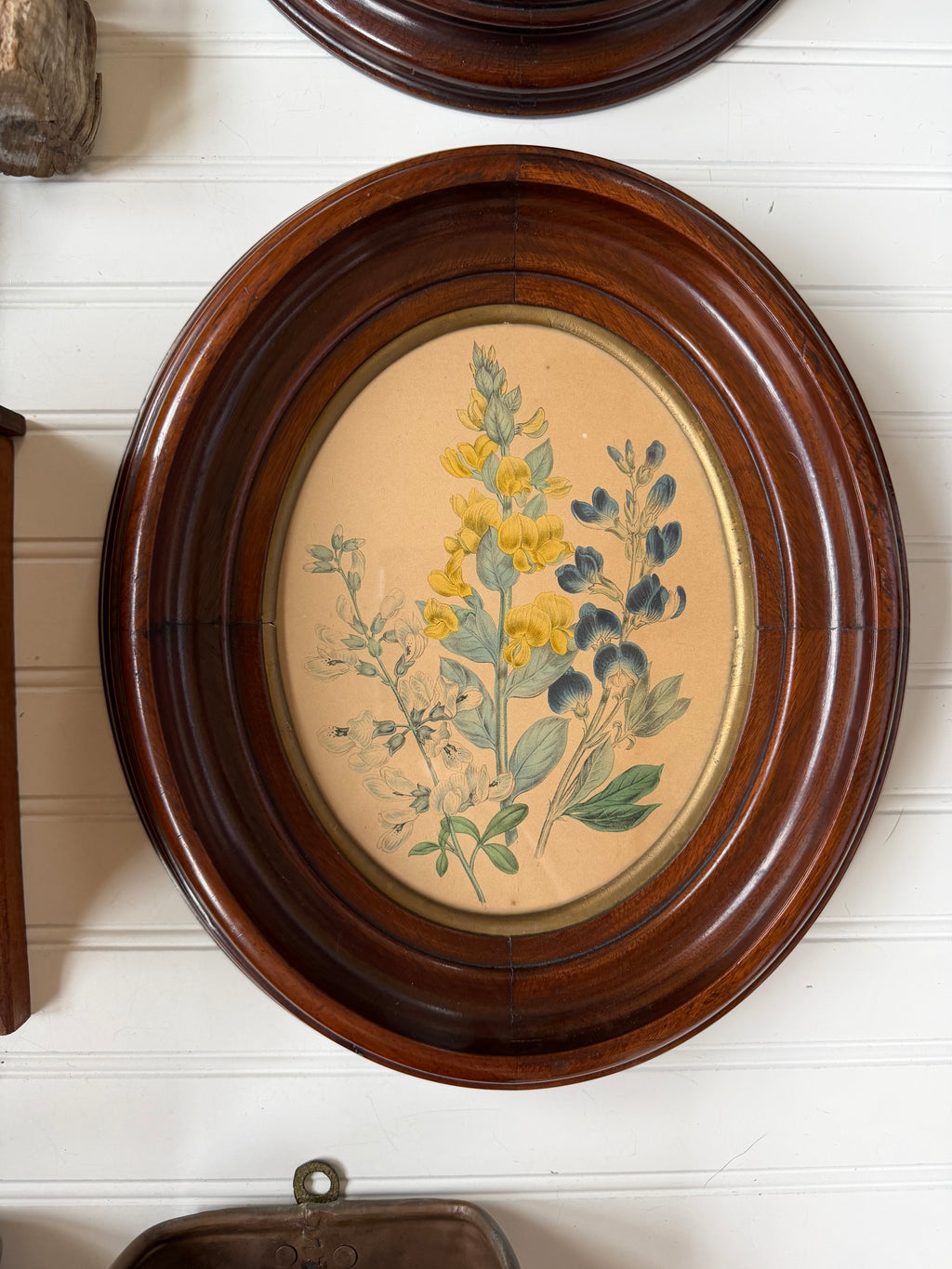Set of Frames Botanical Art