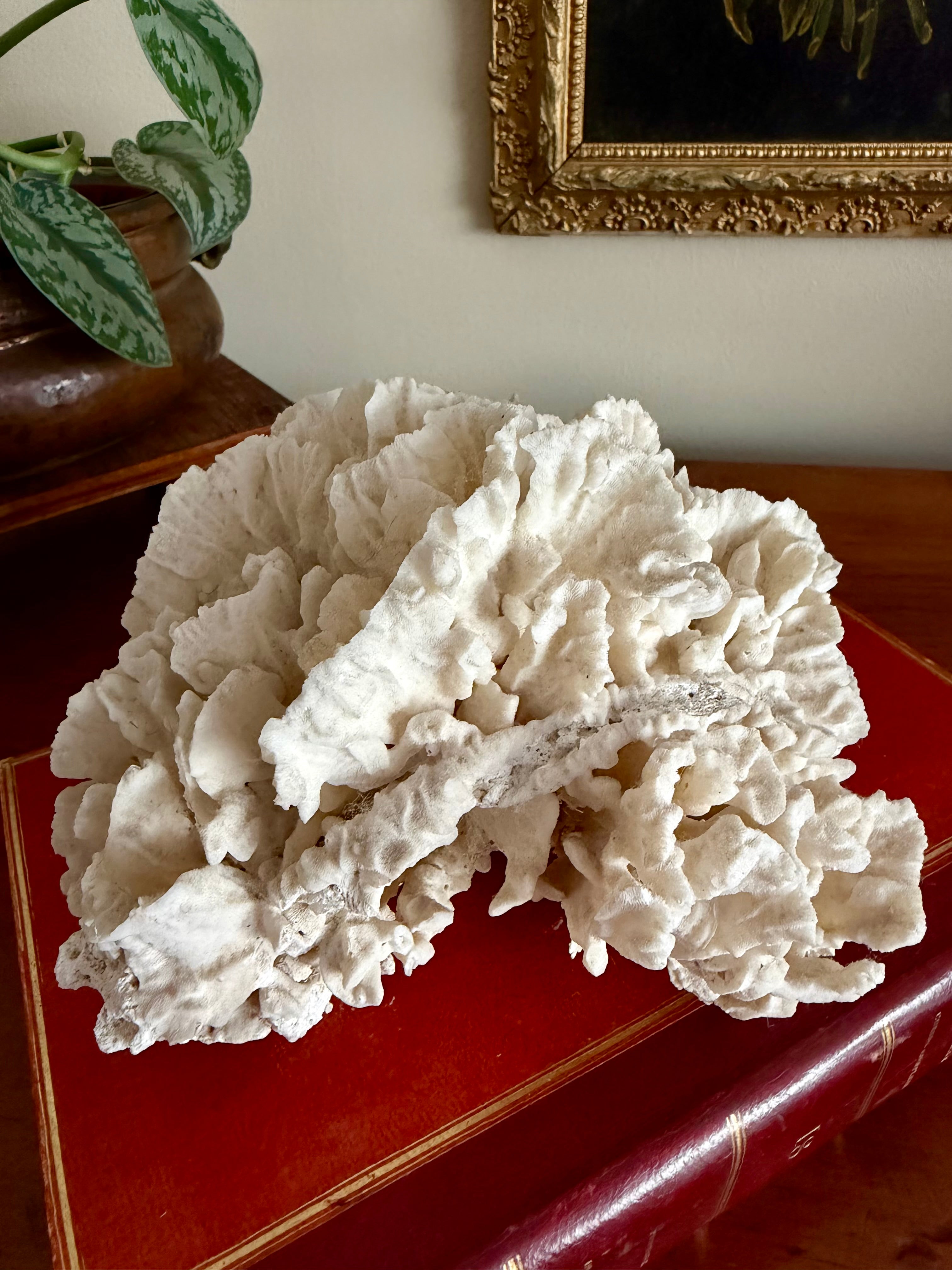 Coral Cluster