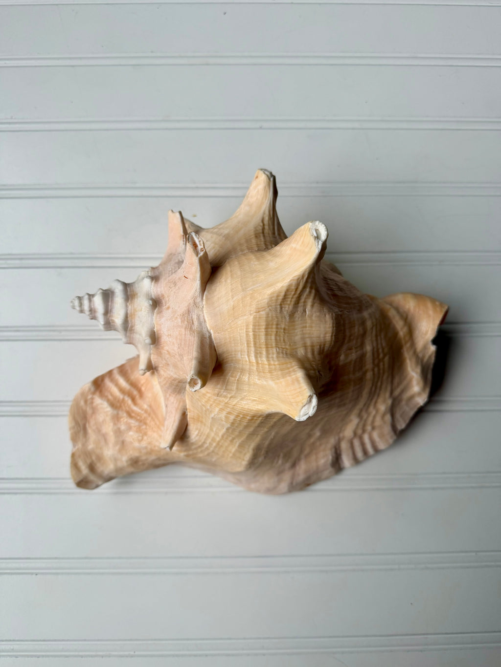10.5 inch Queen Conch Shell