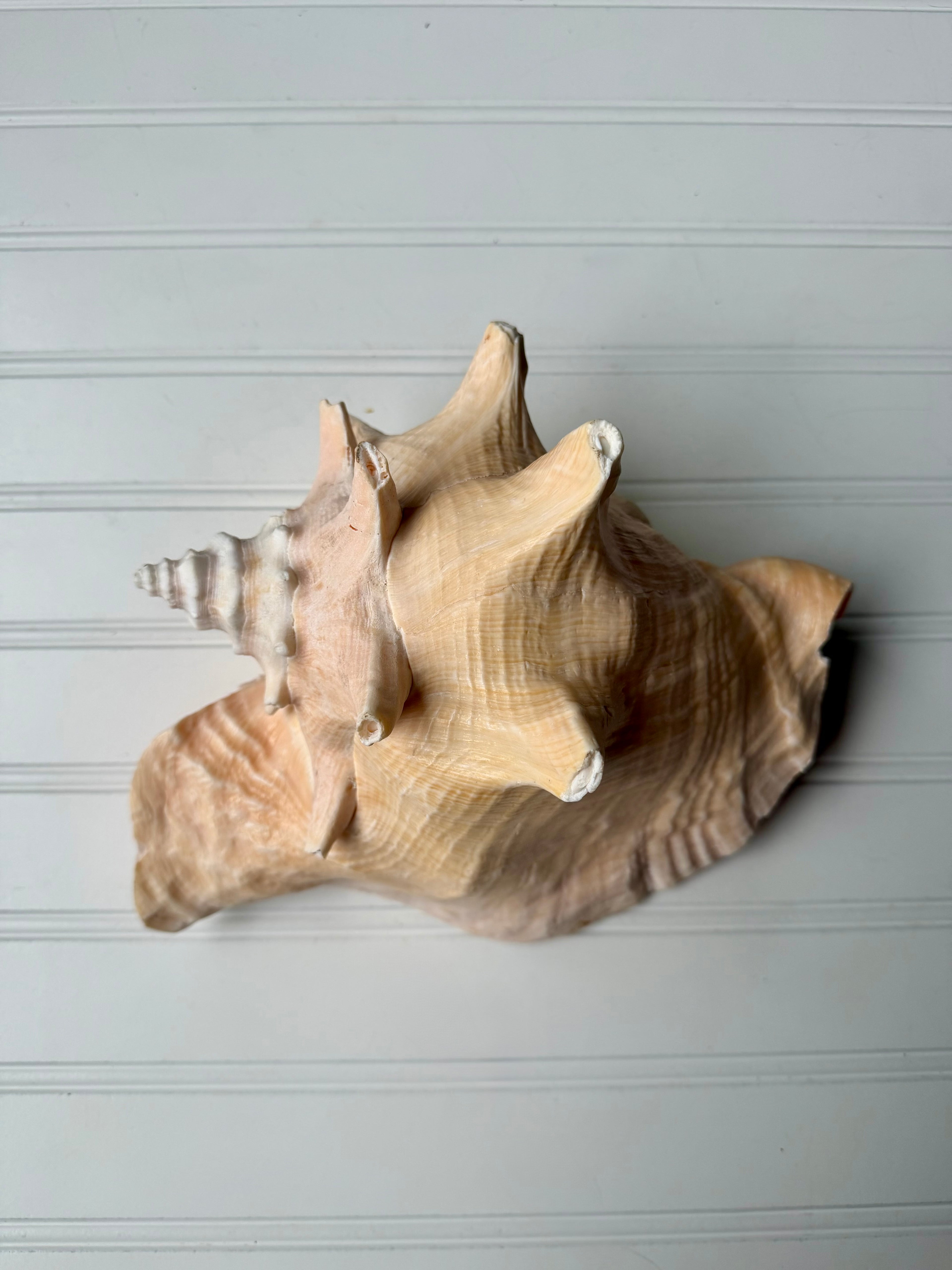 10.5 inch Queen Conch Shell
