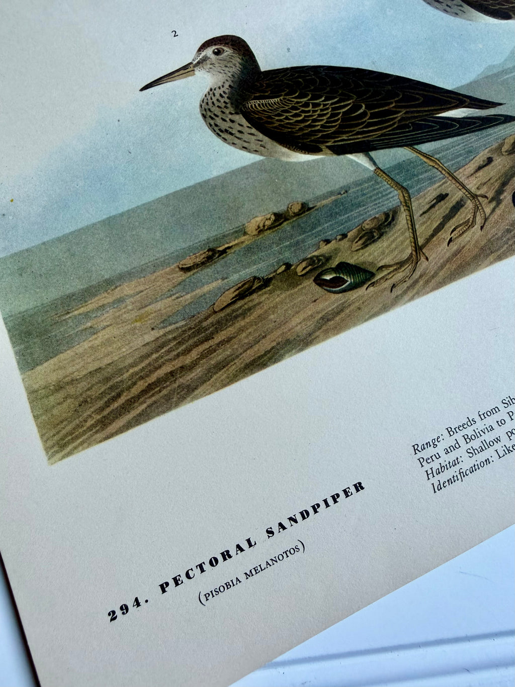 Audubon Print: Pectoral Sandpiper
