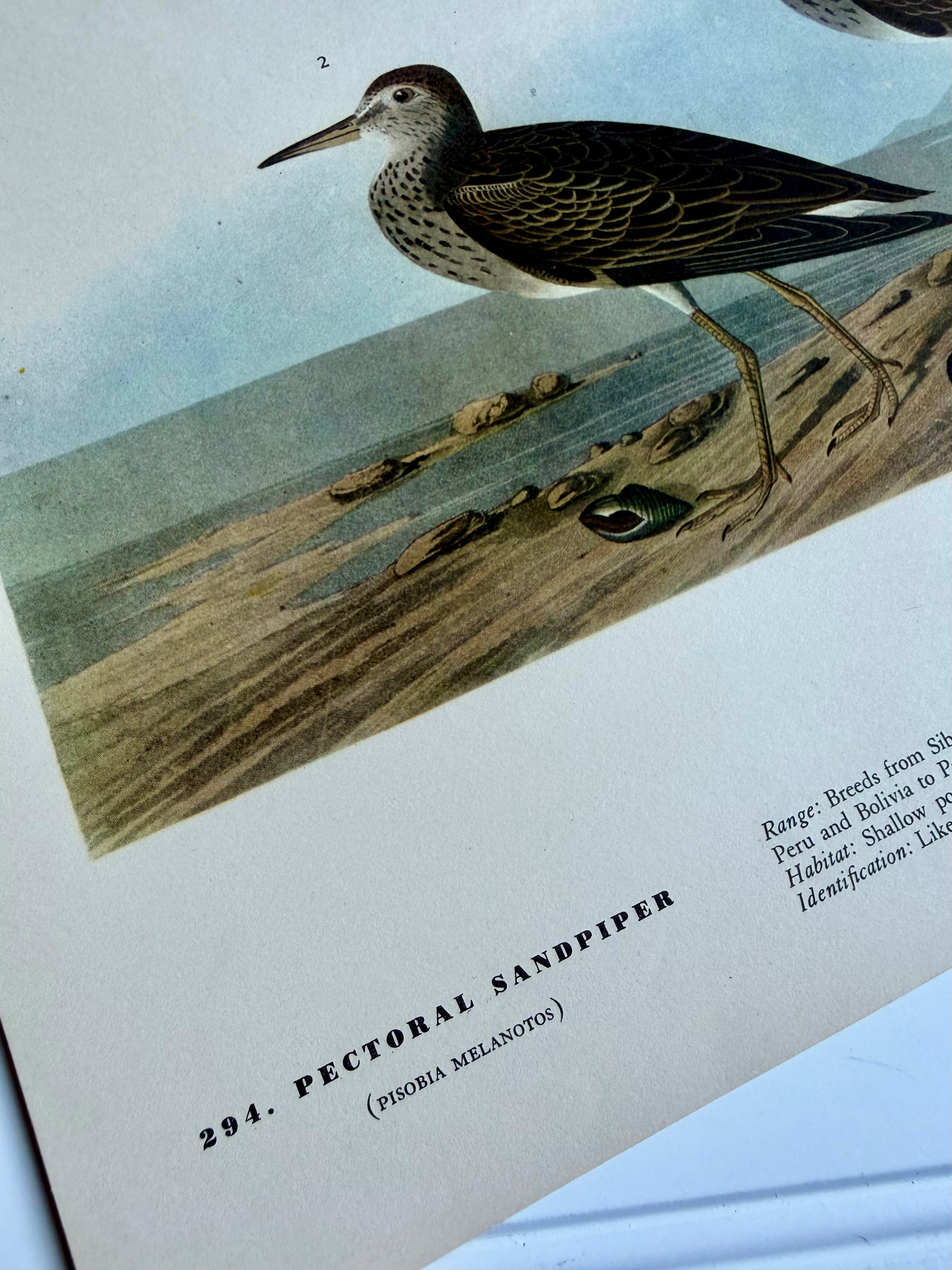 Audubon Print: Pectoral Sandpiper