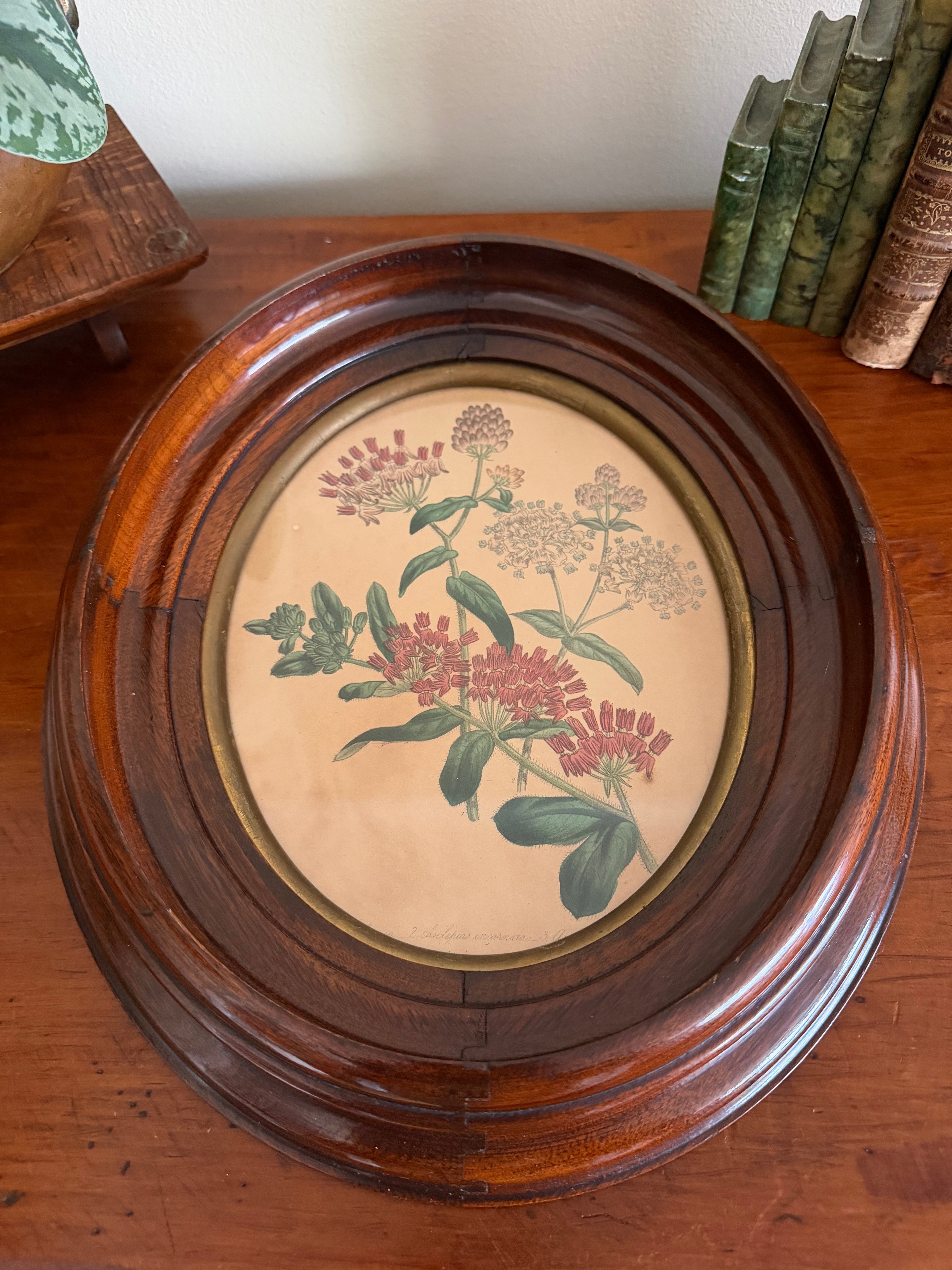 Set of Frames Botanical Art
