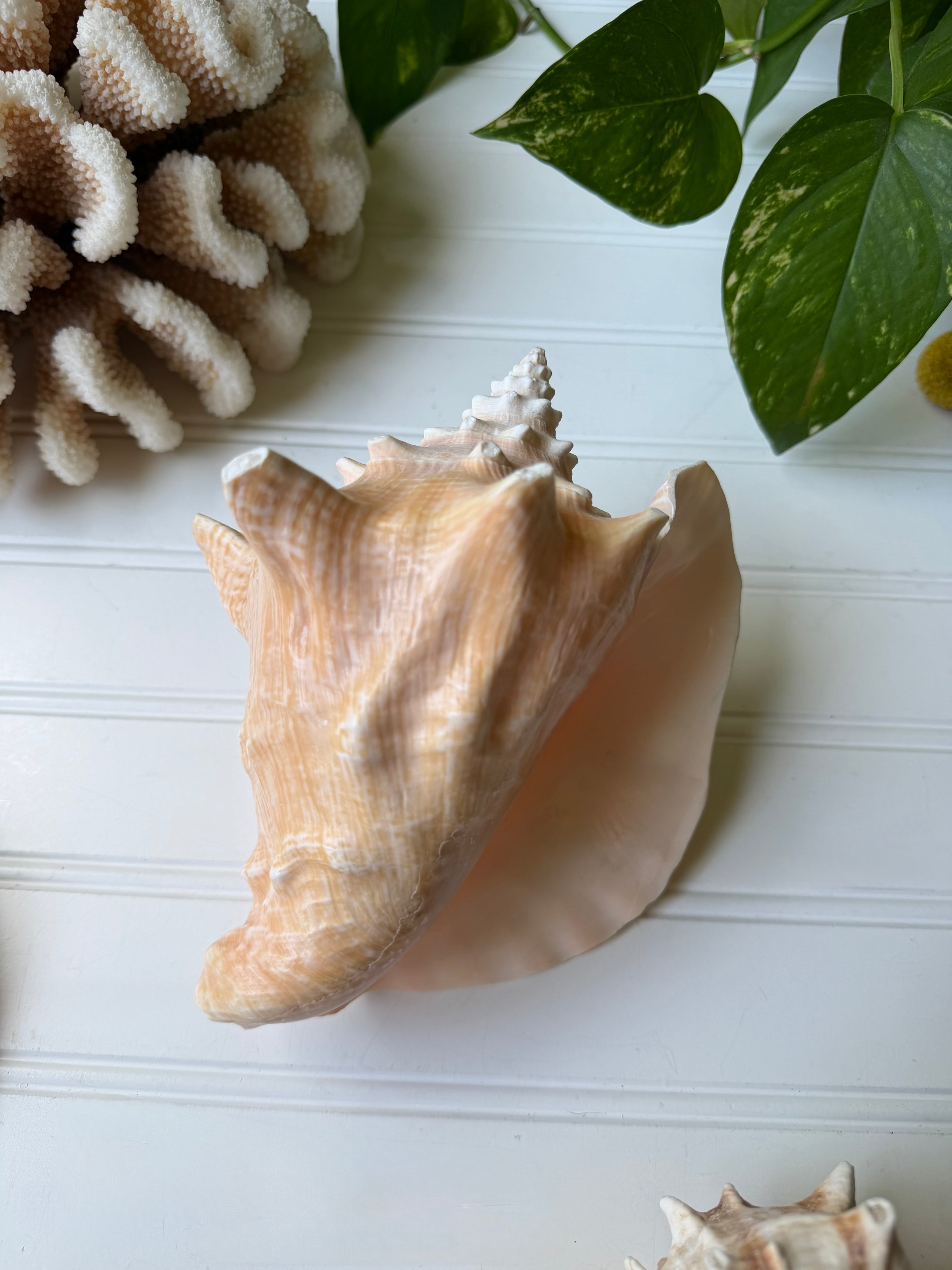 7.5 inch Queen Conch Shell