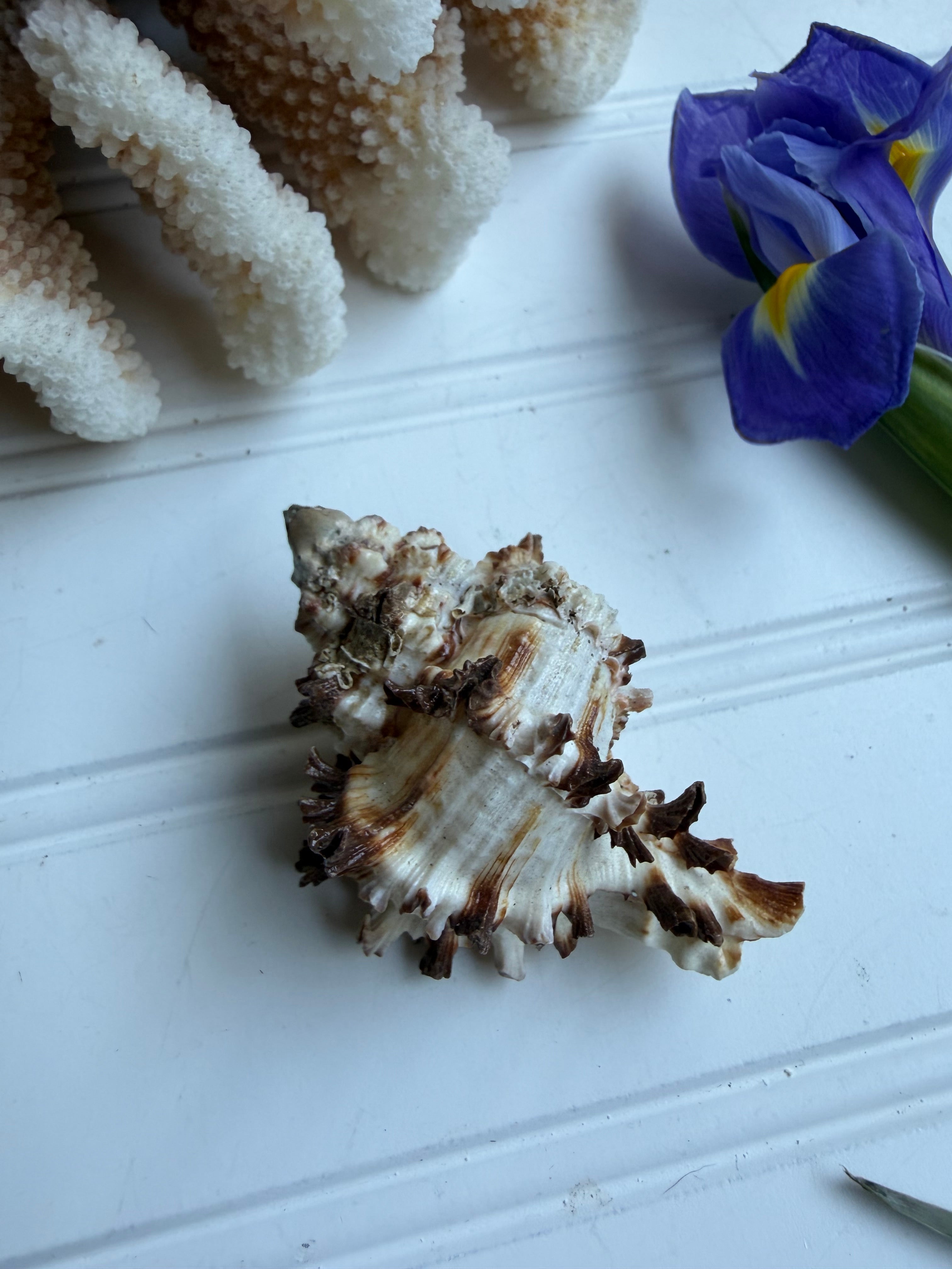 Endive Murex Seashell