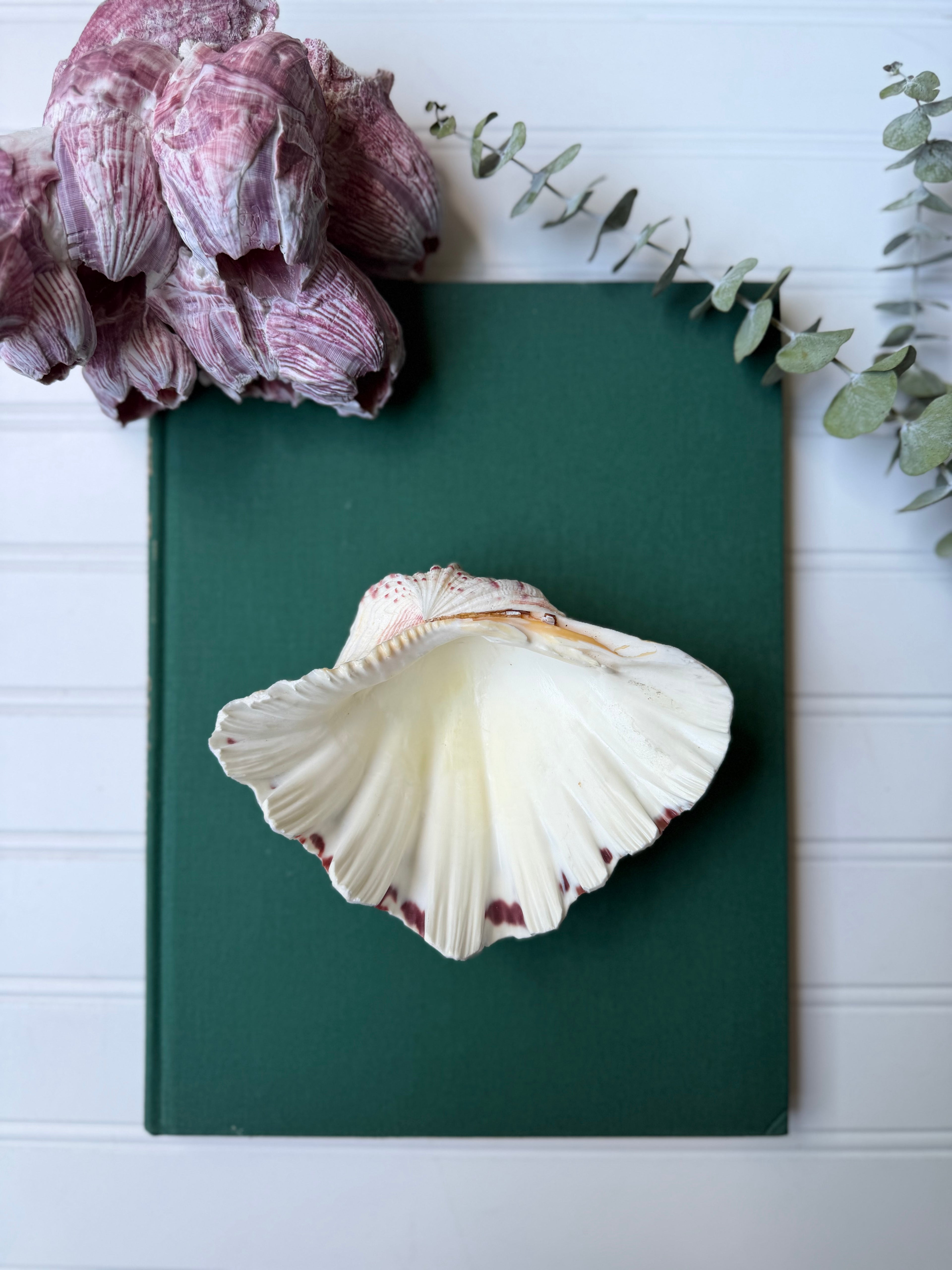 Bear Paw Clam