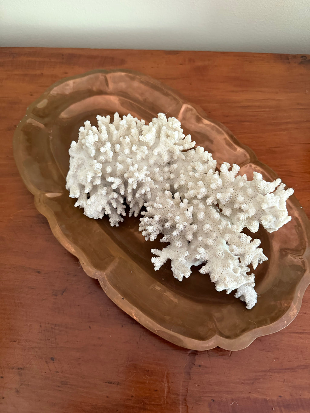 Coral Specimen