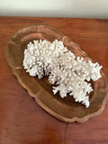 Coral Specimen
