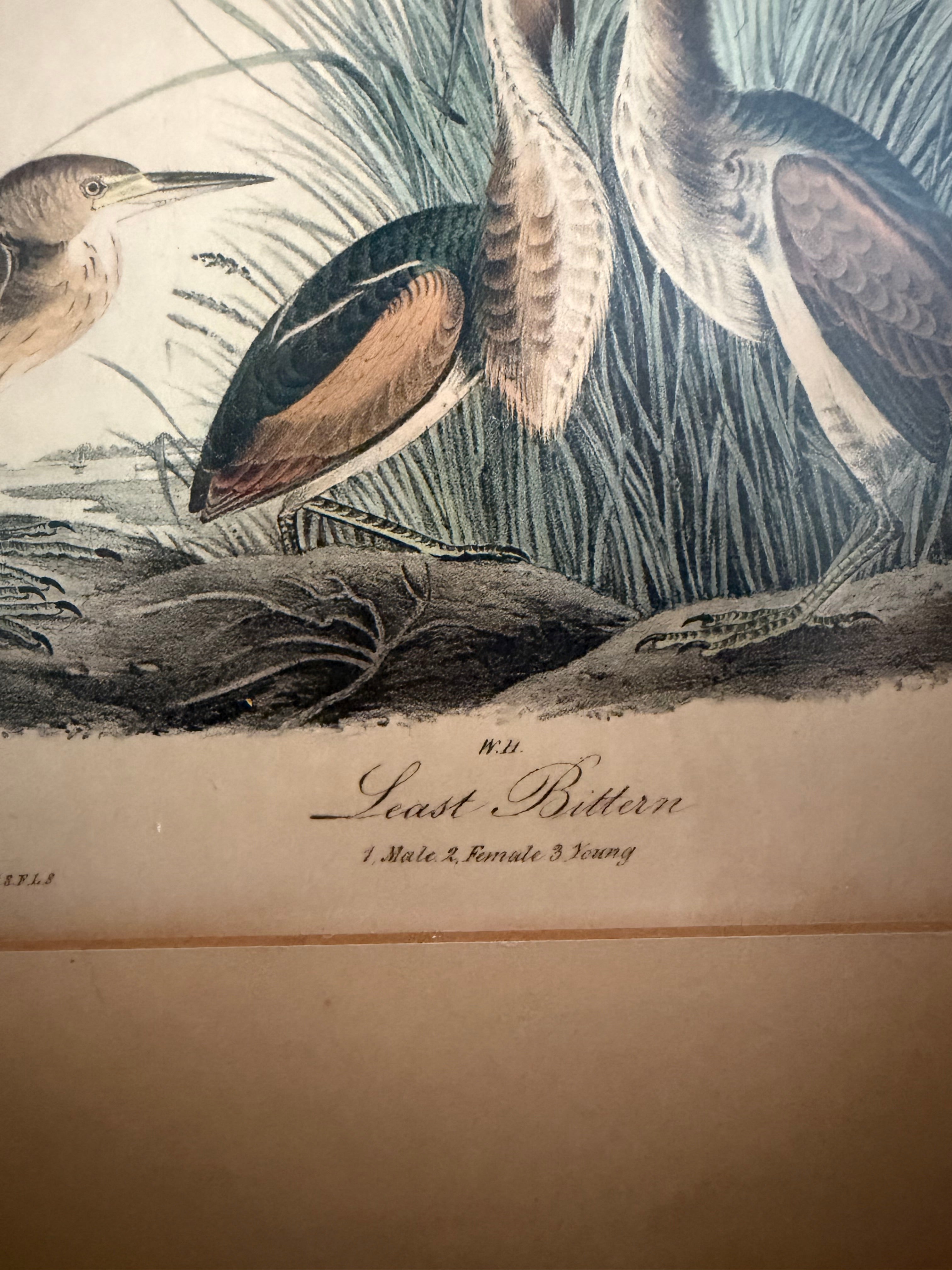 James Audubon "Least Bitten" framed plate