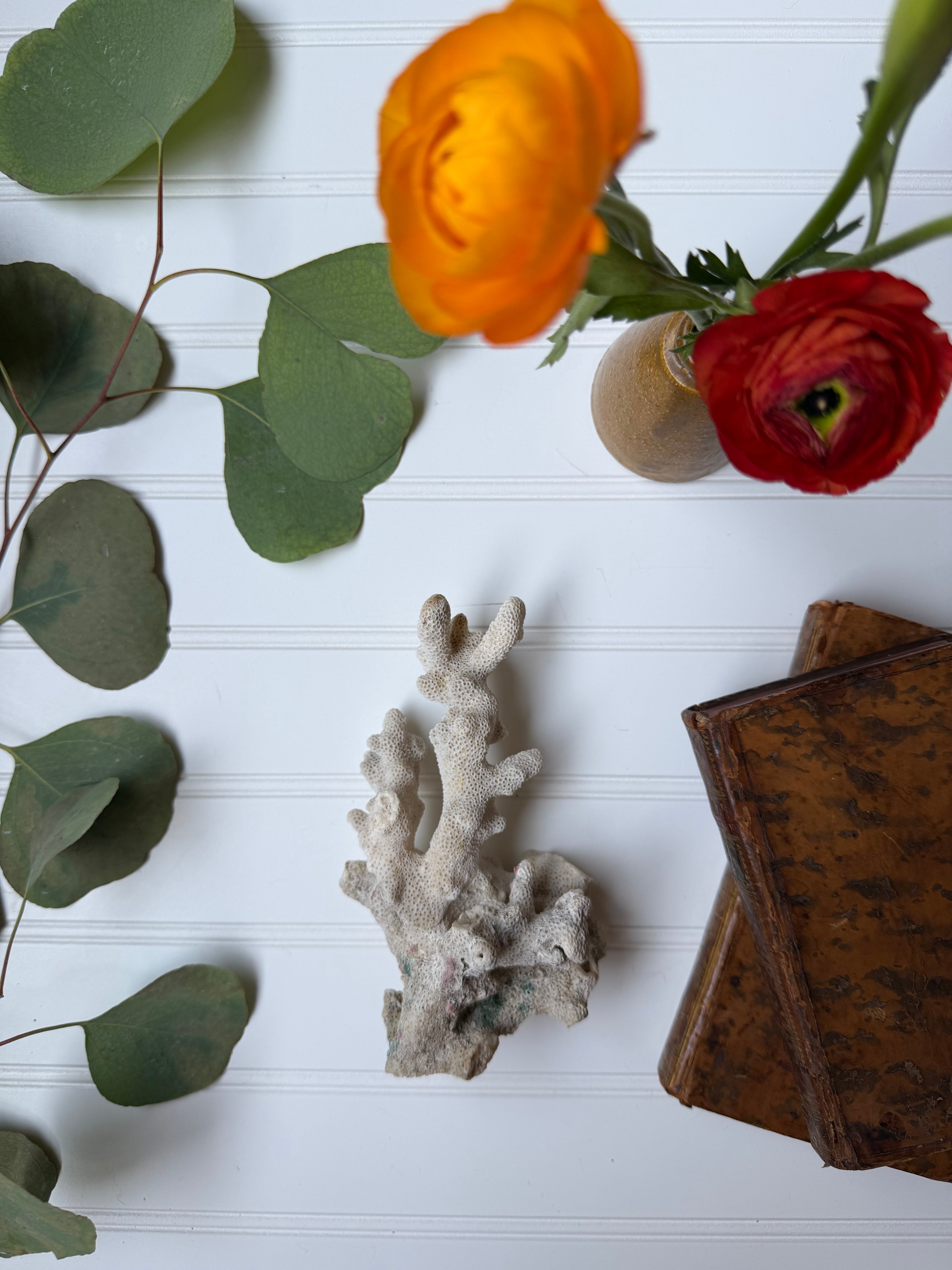 Piece of Coral