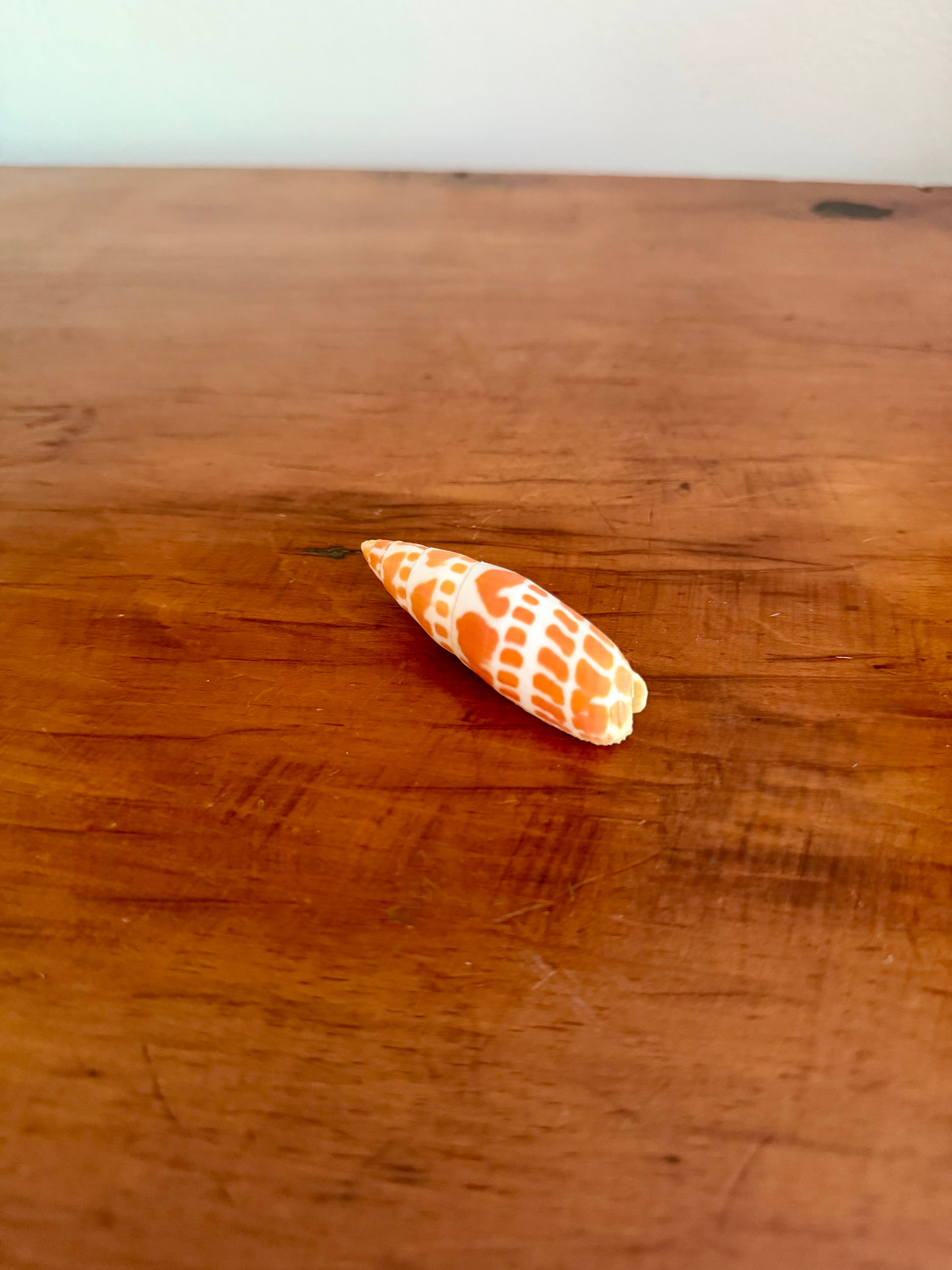 Shell Bundle (6 assorted)