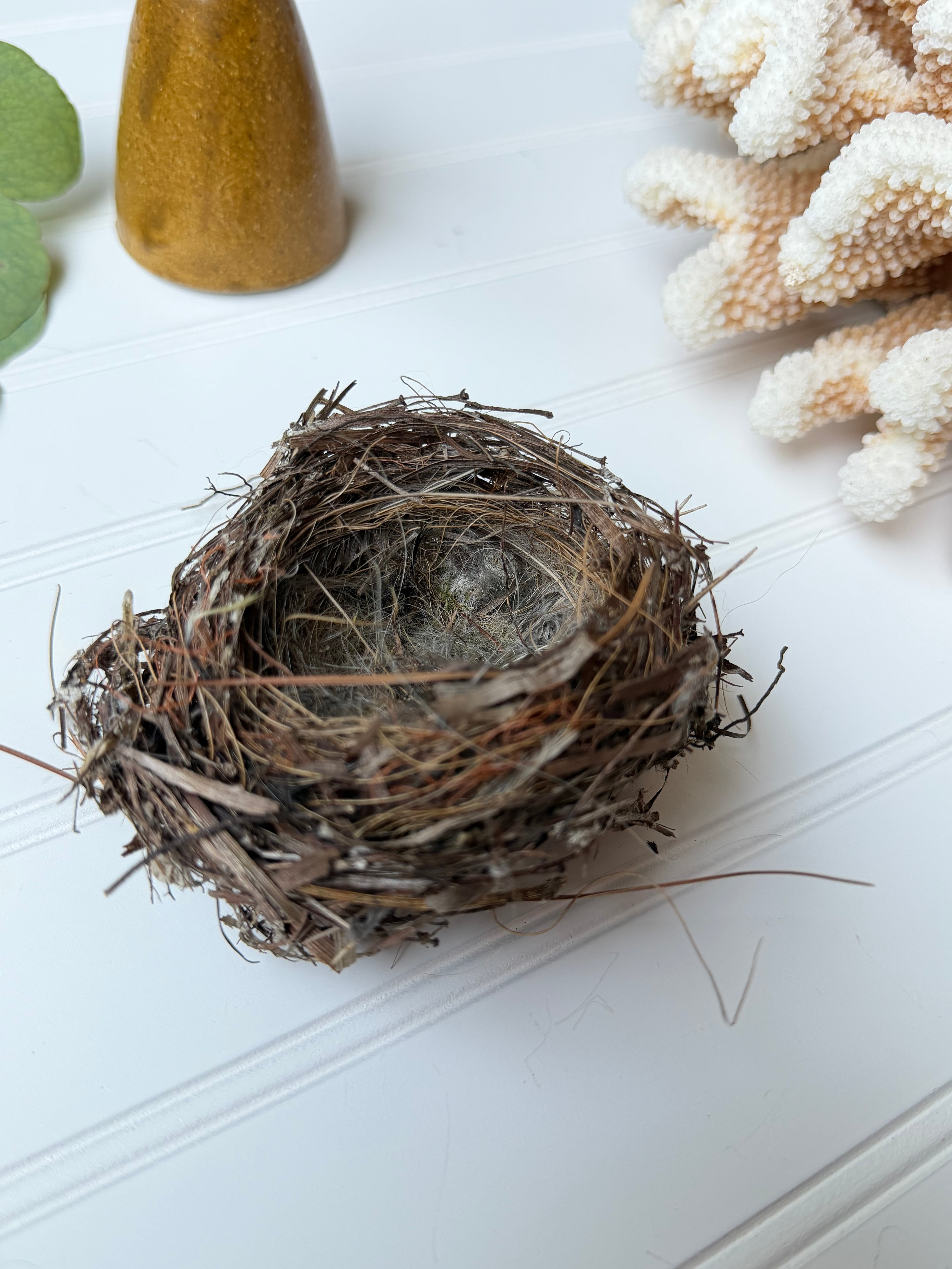 Small Bird Nest