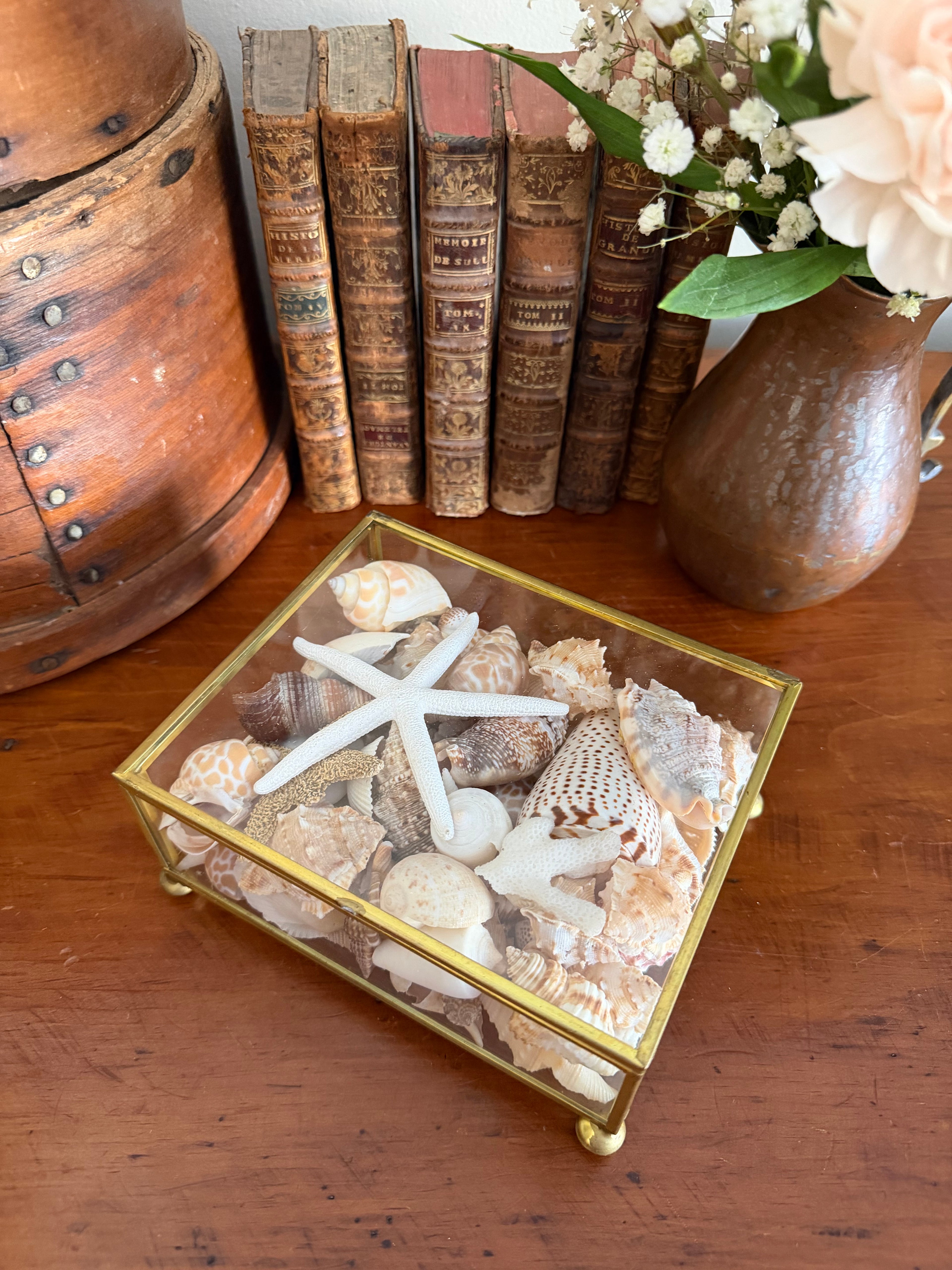 Brass and Glass Box filled with Shells
