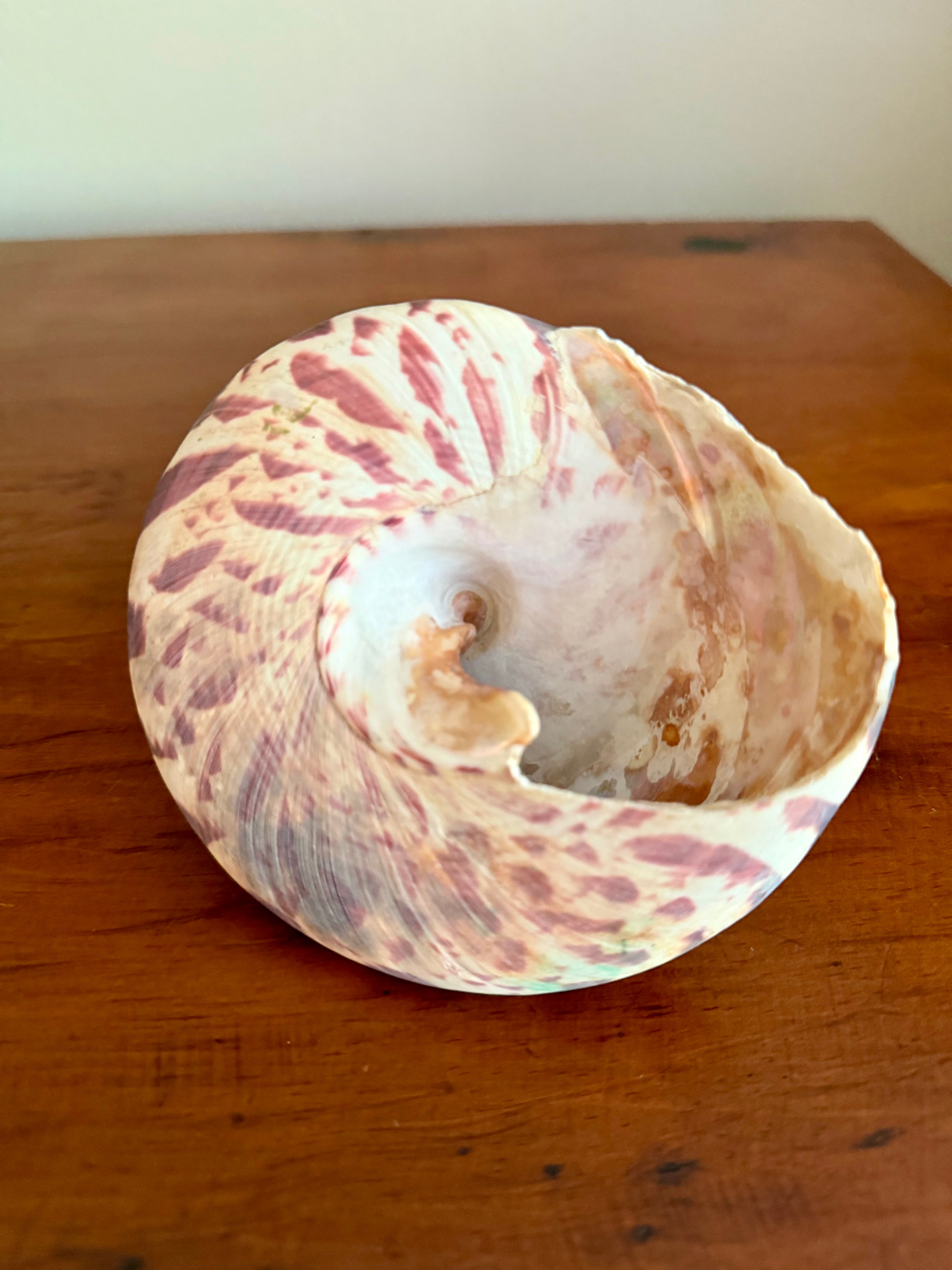Trochulus Niloticus Sea Shell