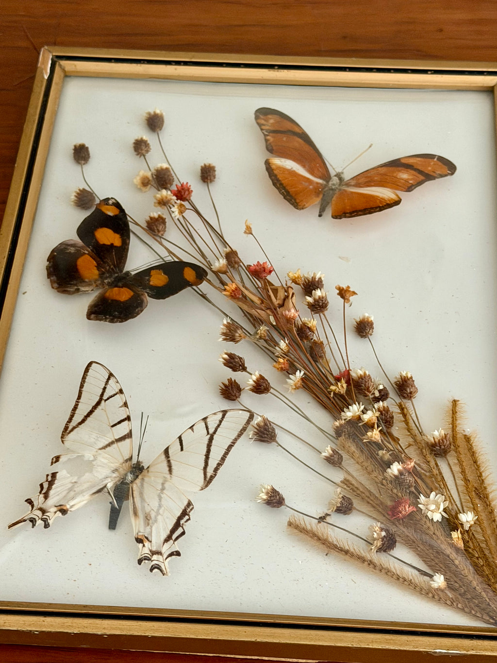 Framed Butterfly Specimens & Dried Florals