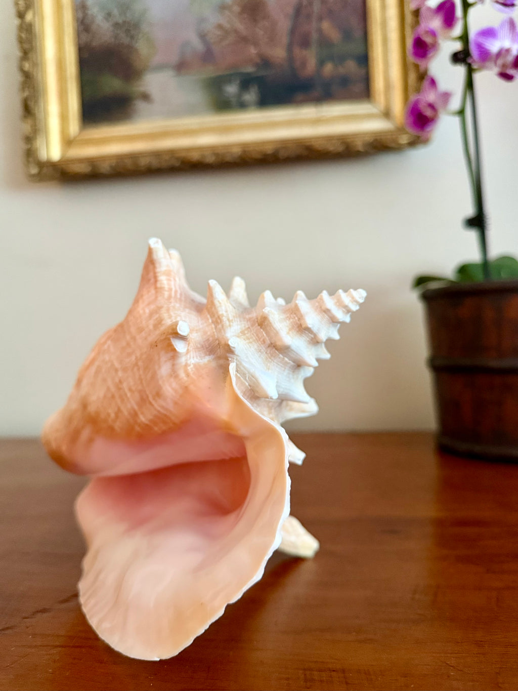 7 Inch Queen Conch Shell