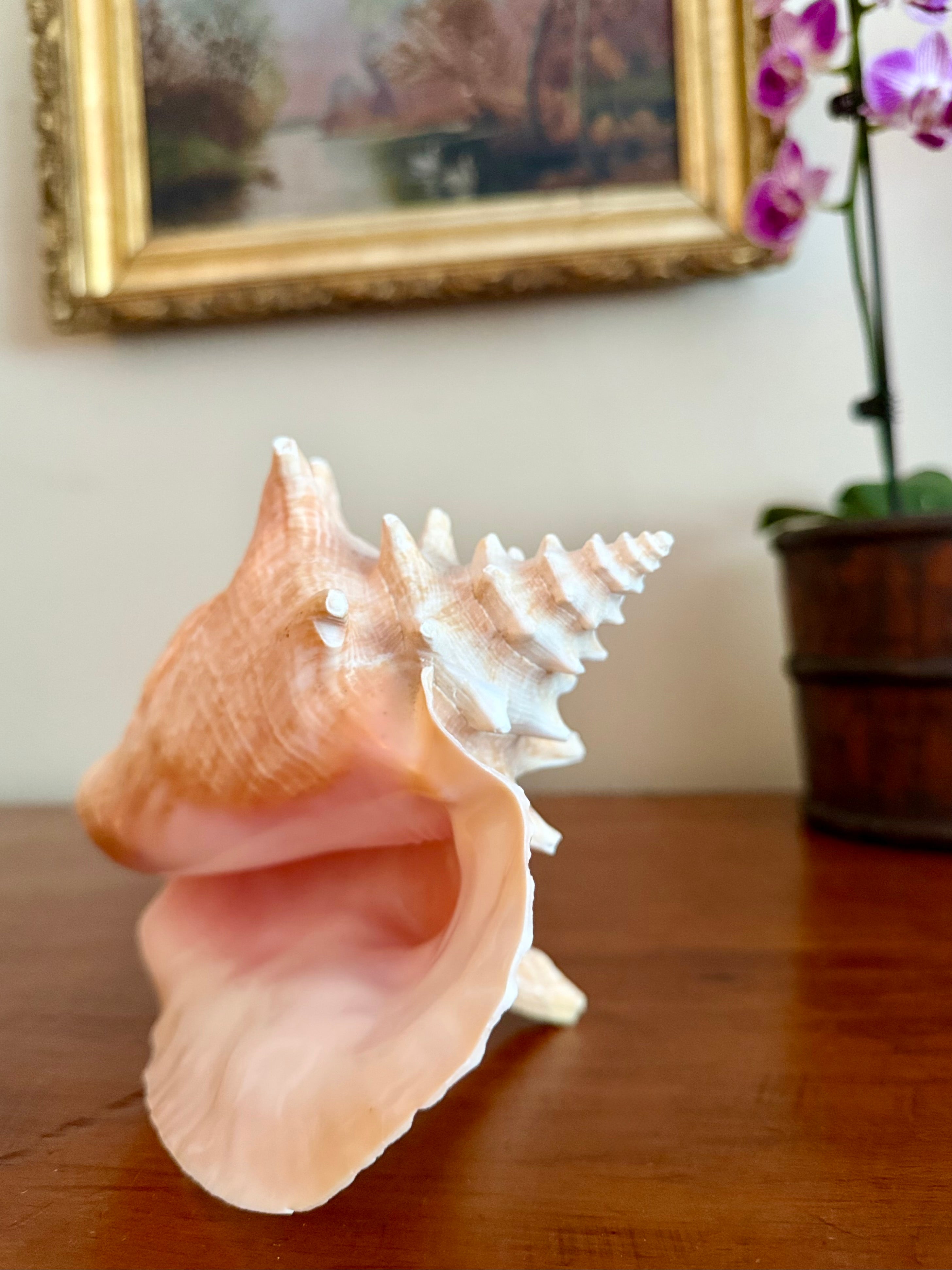 7 Inch Queen Conch Shell