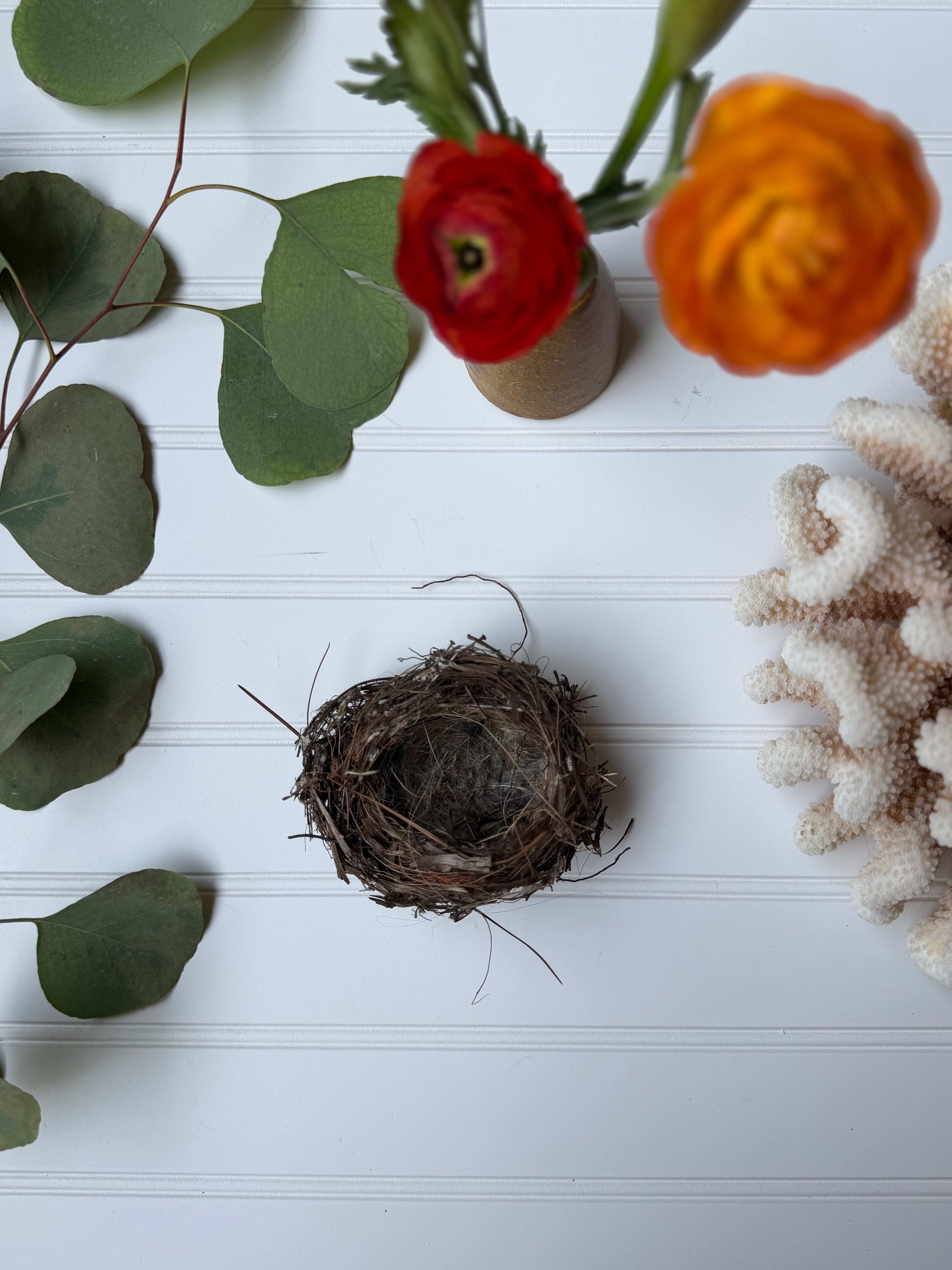 Small Bird Nest