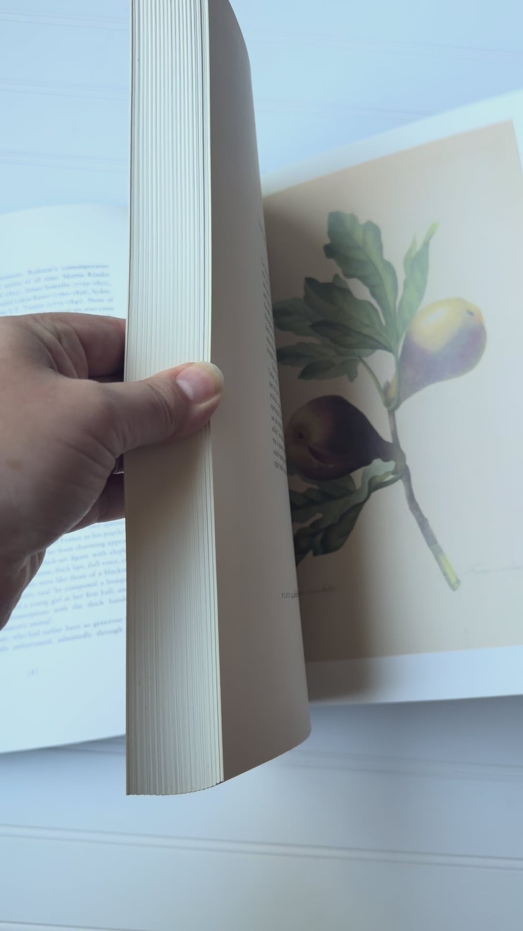 Vintage Book: Redouté's Fairest Flowers (Hardcover)